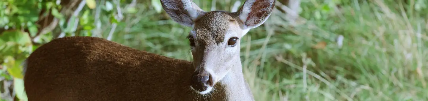 National Key Deer Refuge