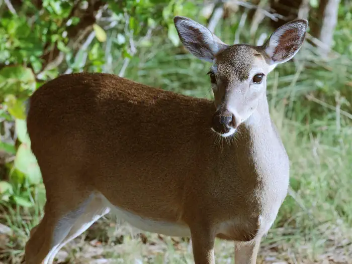 National Key Deer Refuge — National Key Deer Wildlife Refuge