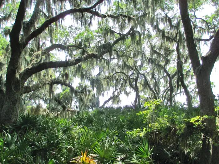 Blackbeard Island National Wildlife Refuge — Blackbeard Island National Wildlife Refuge