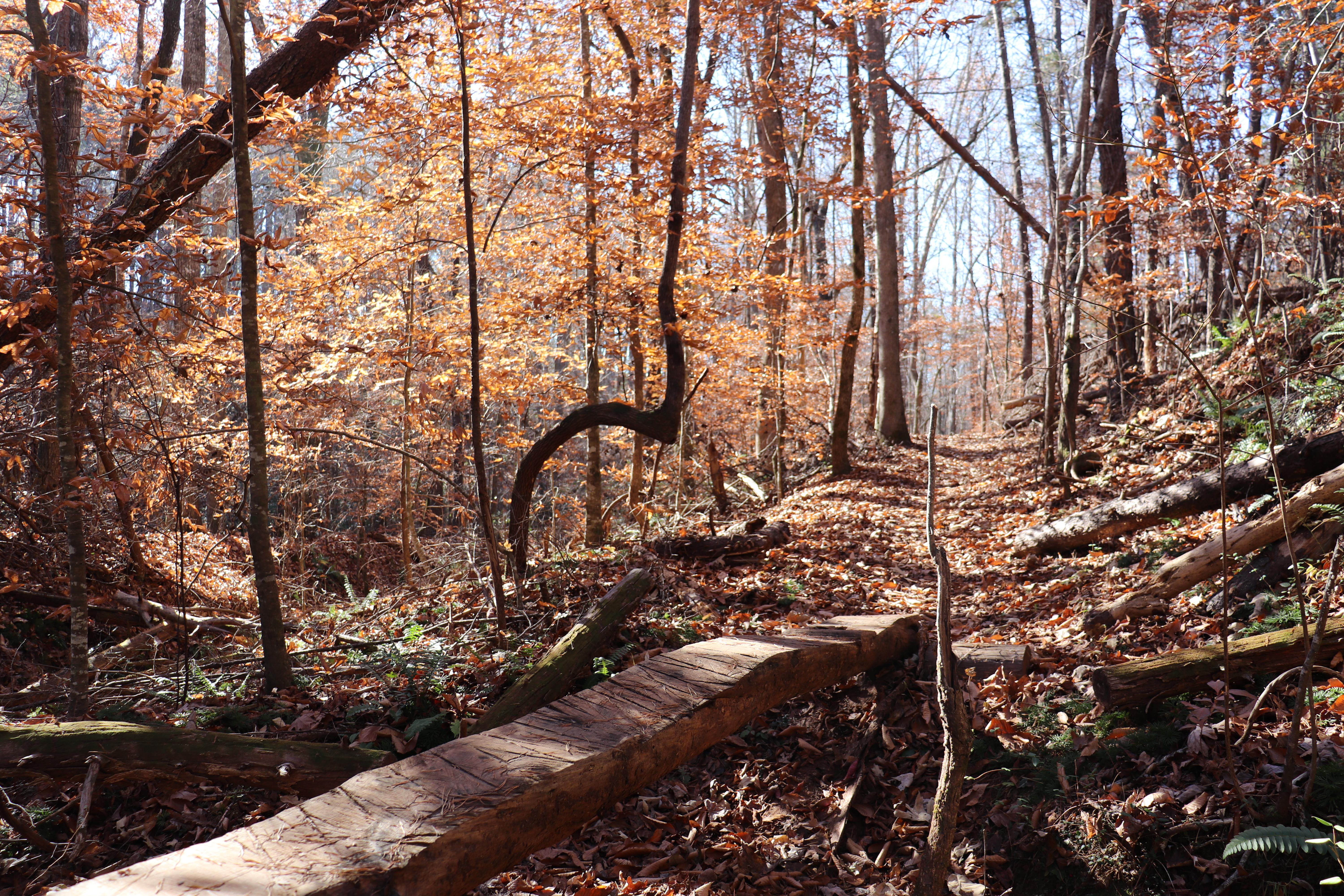Overmountain Victory National Historic Trail — Alexander's Ford Trail at Bradley Nature Preserve