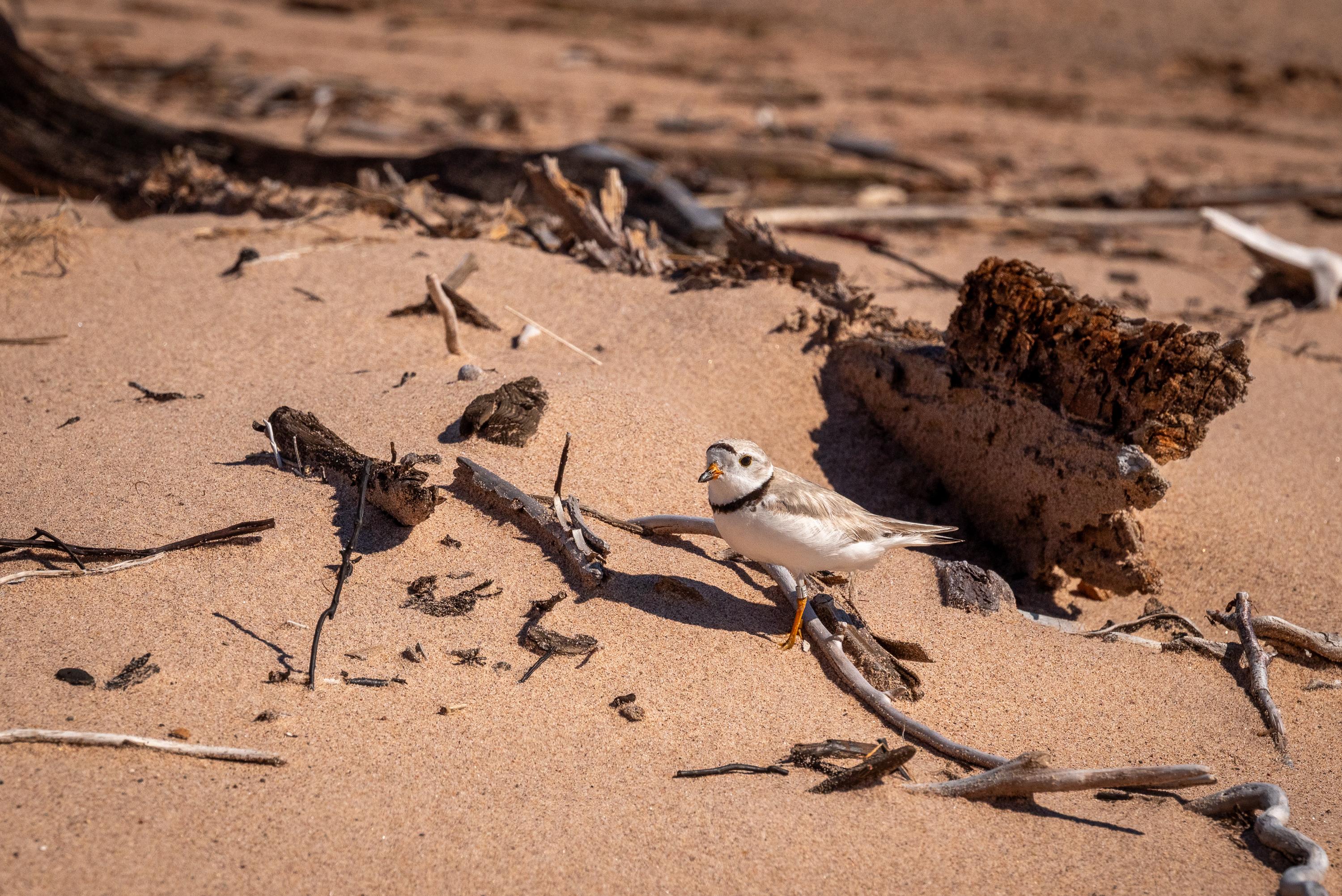 Apostle Islands National Lakeshore — Piping Plover