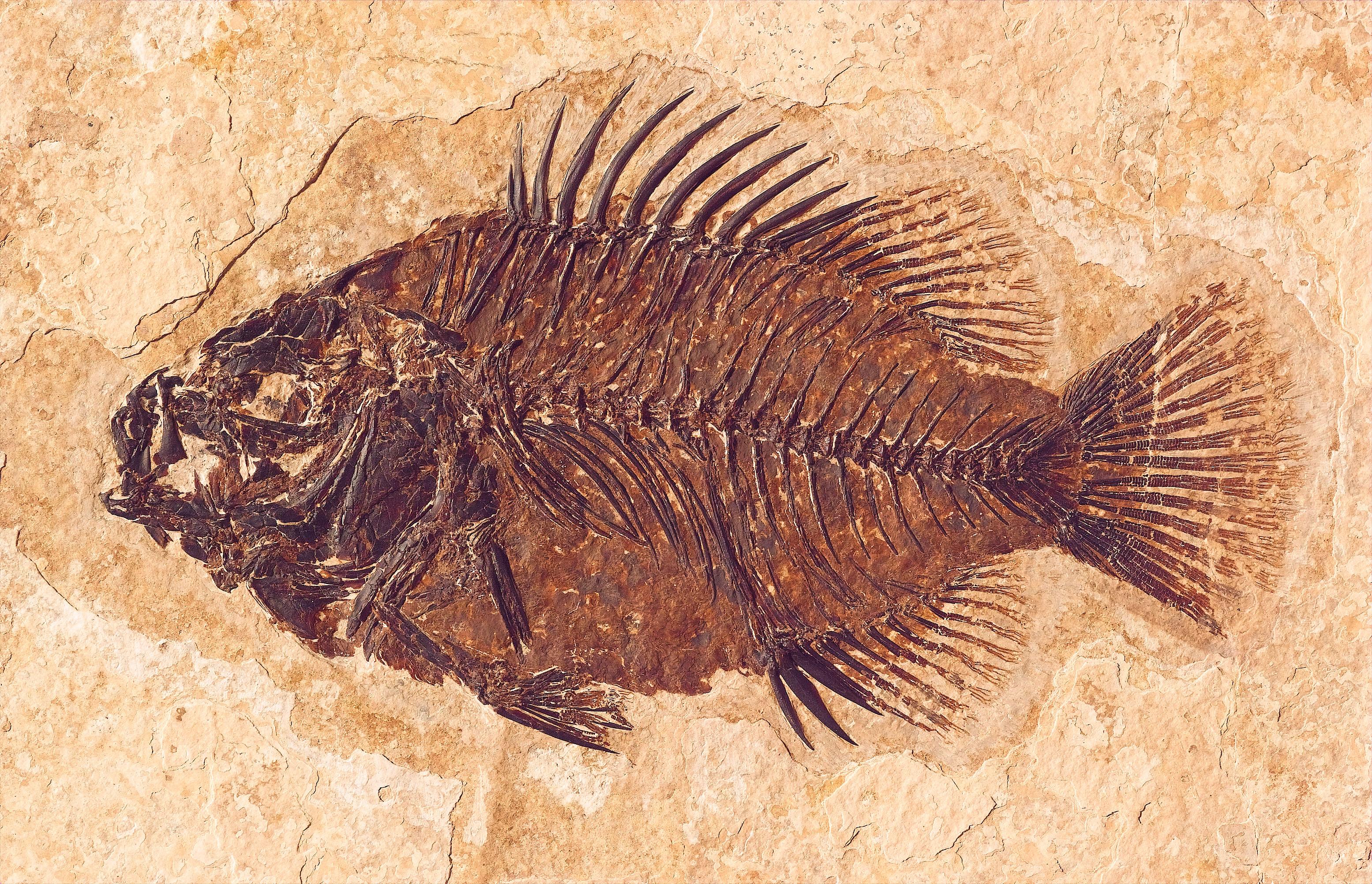 Fossil Butte National Monument — Cockerellites liops