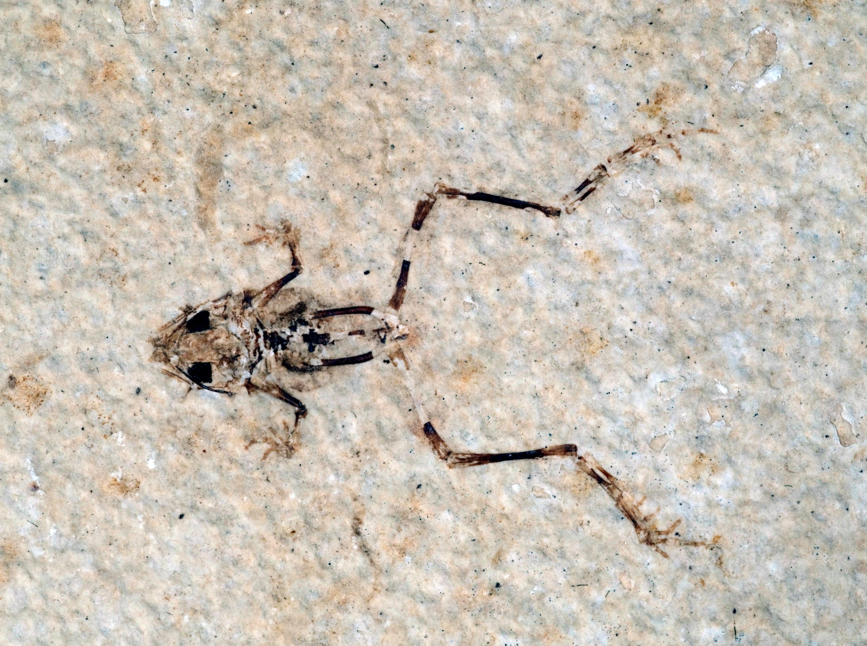Fossil Butte National Monument — Aerugoamnis paulus