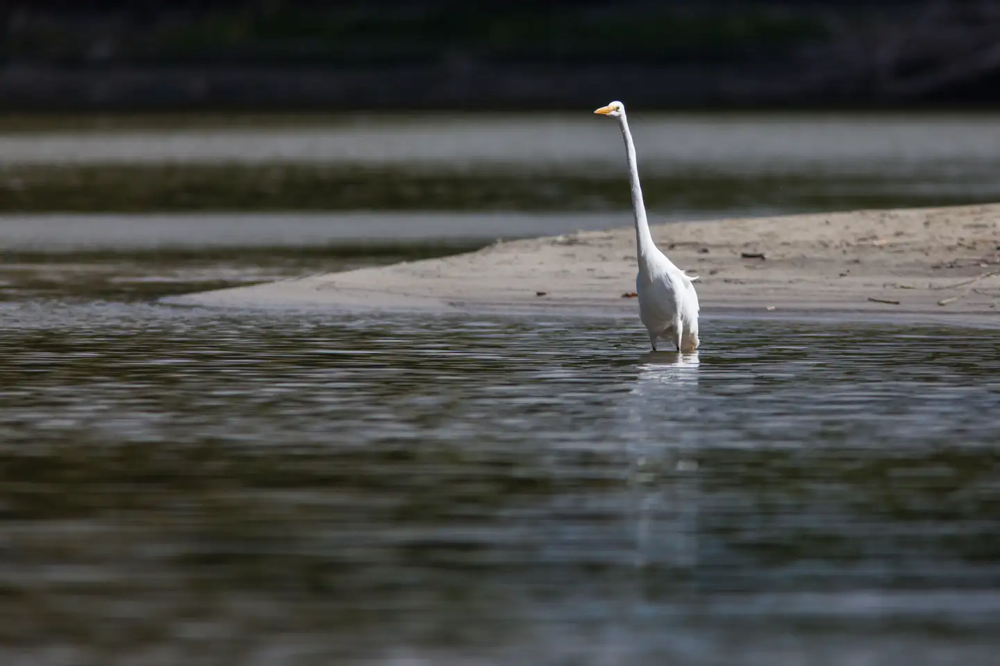 Mississippi National River & Recreation Area — Great Egret Fishes the Mississippi River