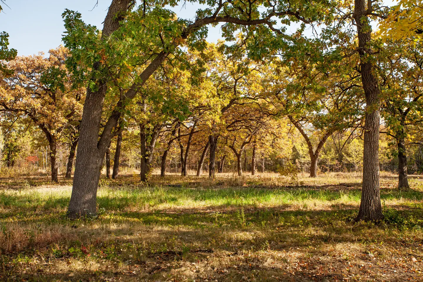 Mississippi National River & Recreation Area — Savanna at Coldwater Spring