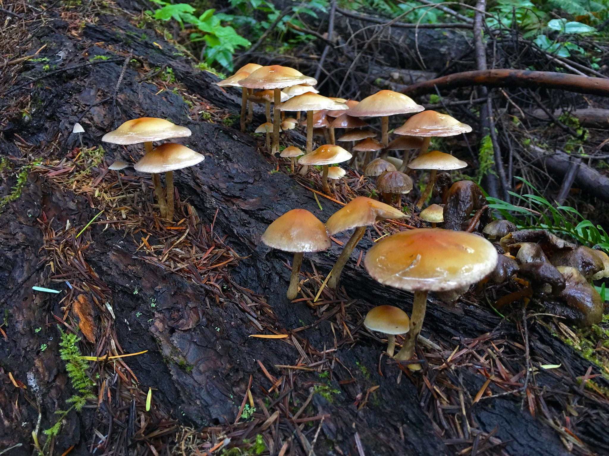 Susan Creek Falls Trail and Day-Use Area — Mushrooms atop a decaying log near the North Umpqua Trail.