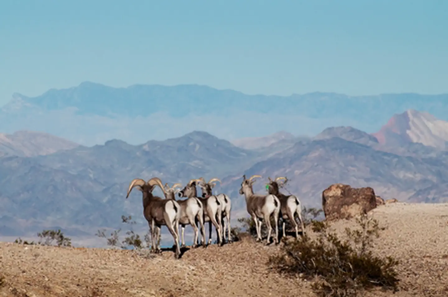 Lake Mead National Recreation Area — Bighorn Sheep Enjoying the View at Lake Mead NRA