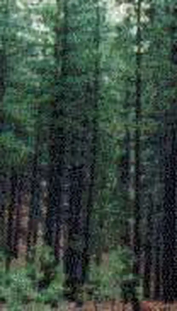 Mount Trumbull Wilderness