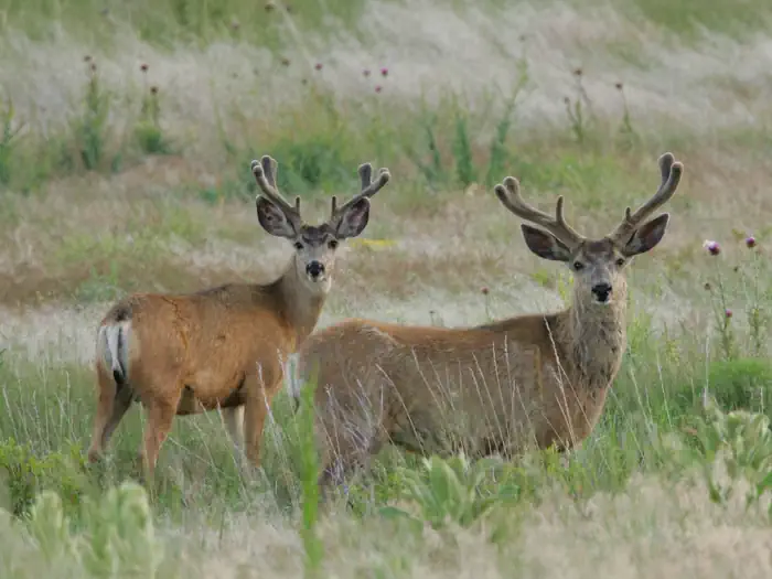 Crescent Lake National Wildlife Refuge — Mule Deer bucks in a meadow