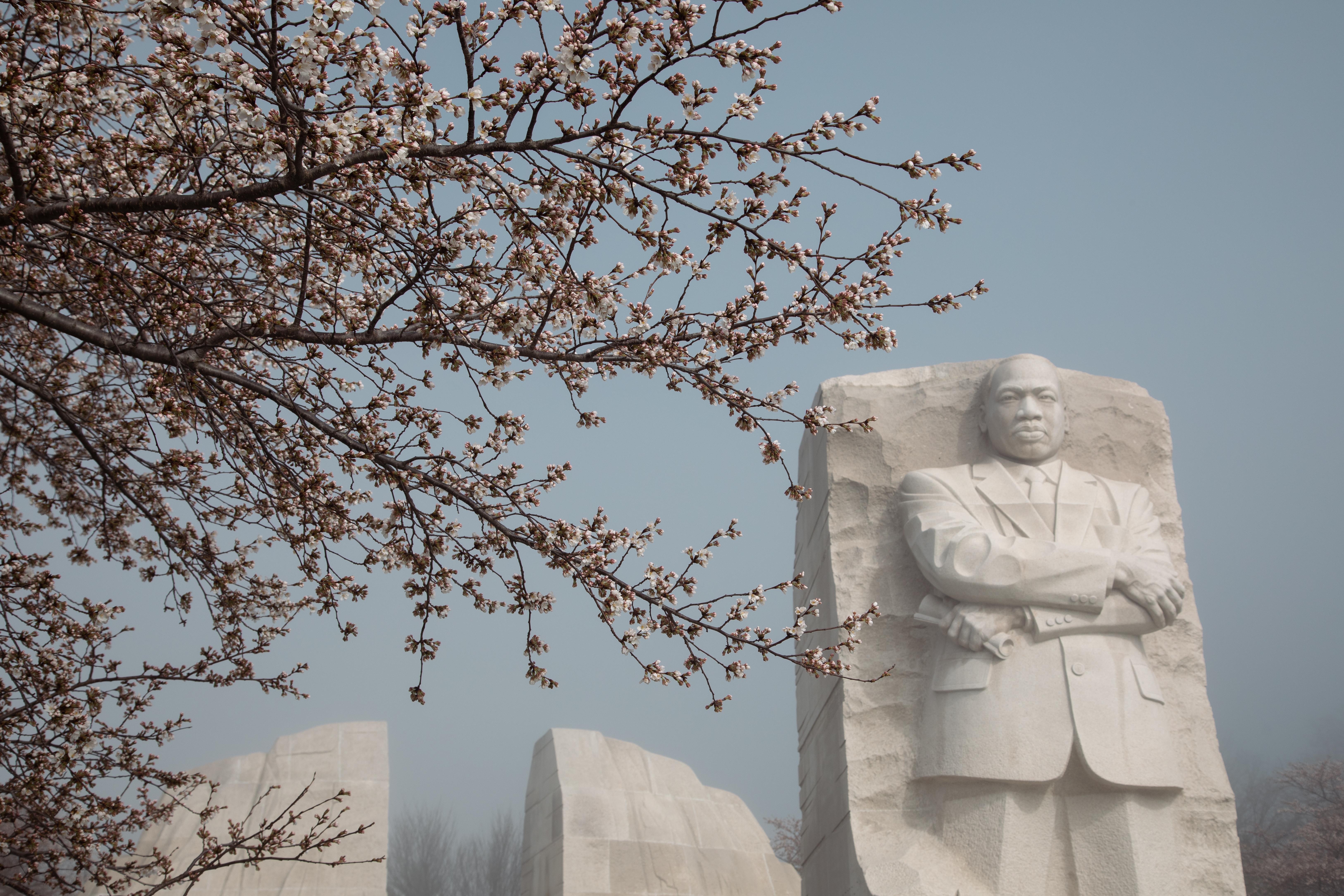 Martin Luther King, Jr. Memorial National Memorial — Cherry Blossoms at the Martin Luther King Jr. Memorial