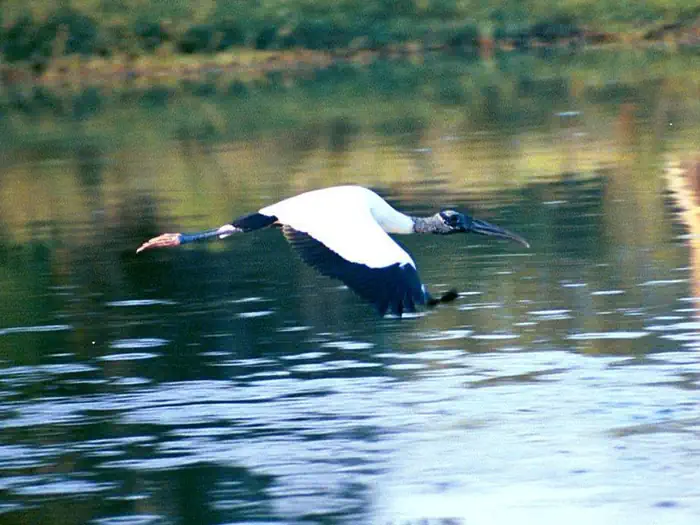 Pelican Island National Wildlife Refuge — Pelican Island National Wildlife Refuge