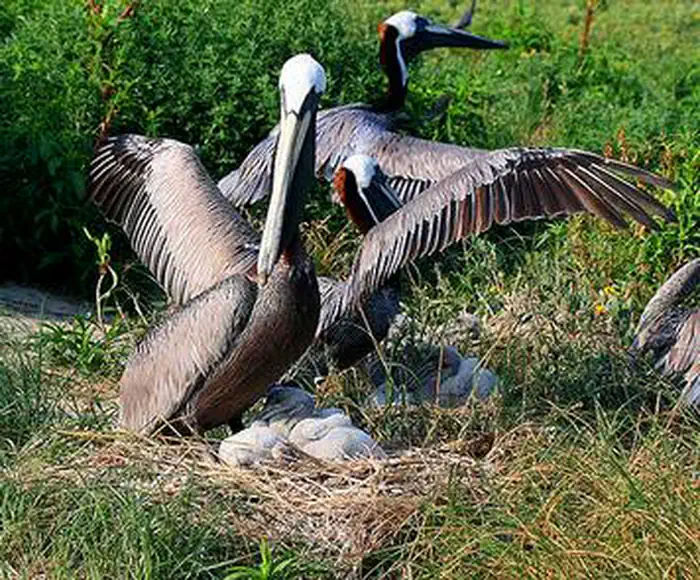 Pelican Island National Wildlife Refuge — Pelican Island National Wildlife Refuge