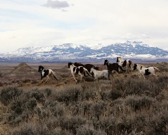 McCullough PeaksWild Horse Herd Management Area