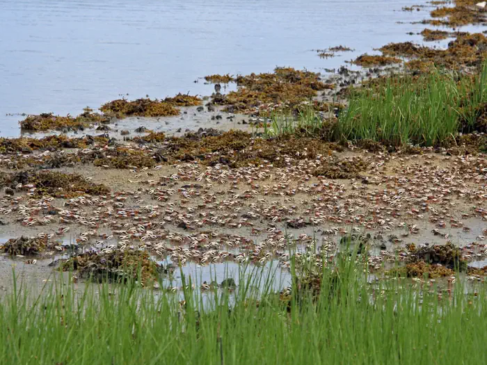 Elizabeth Alexandra Morton National Wildlife Refuge — Elizabeth A. Morton National Wildlife Refuge
