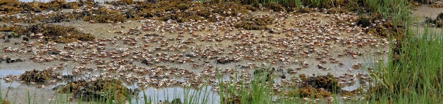 Elizabeth Alexandra Morton National Wildlife Refuge