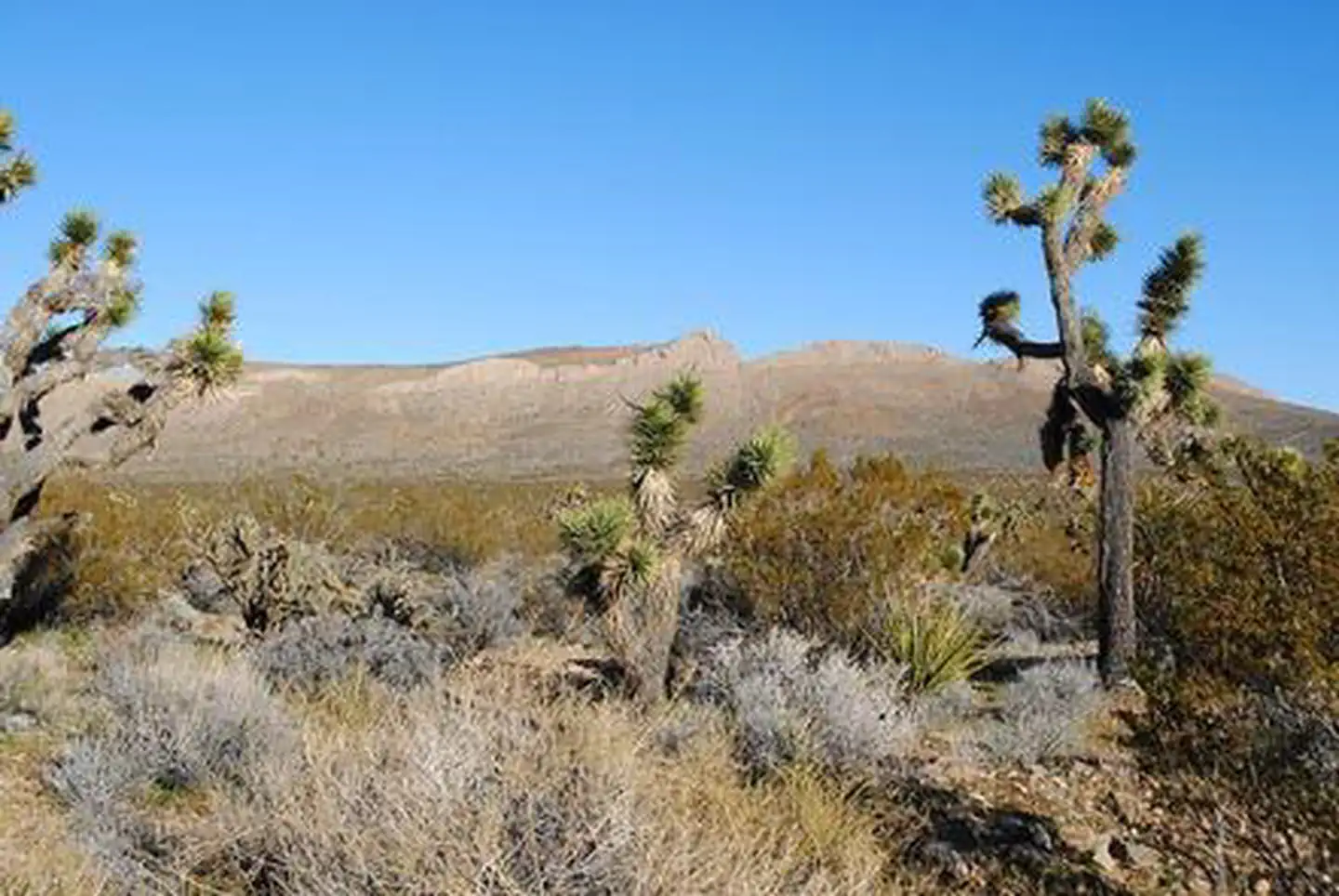 Mesquite Wilderness