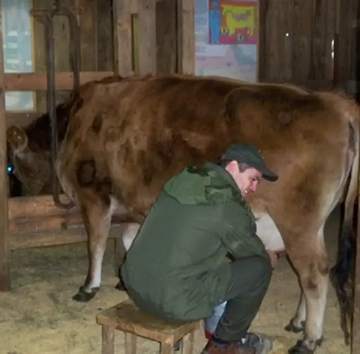 Oxon Cove  Park & Oxon Hill Farm — Milking Minnie