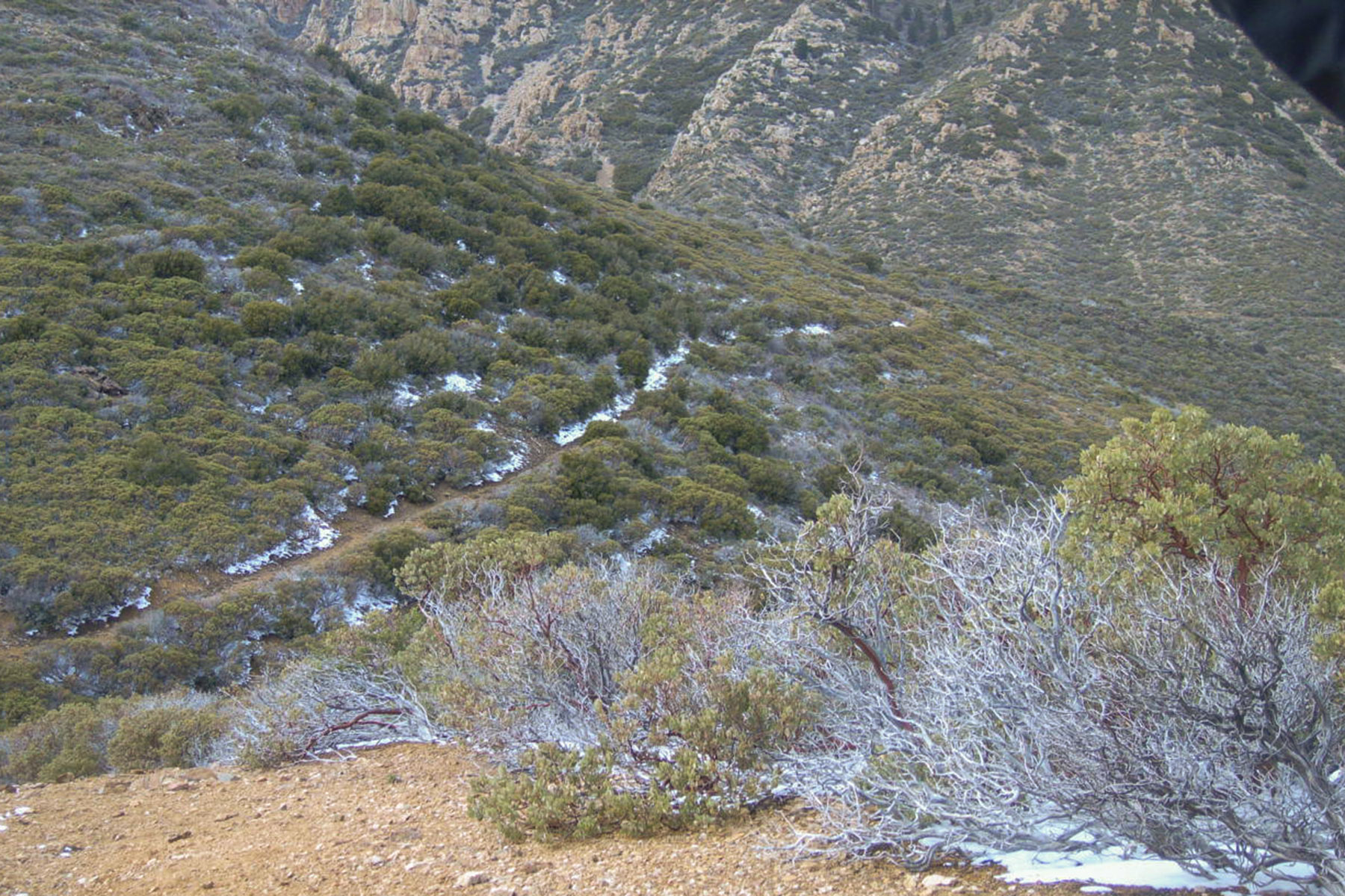 Wabayuma Peak Trail