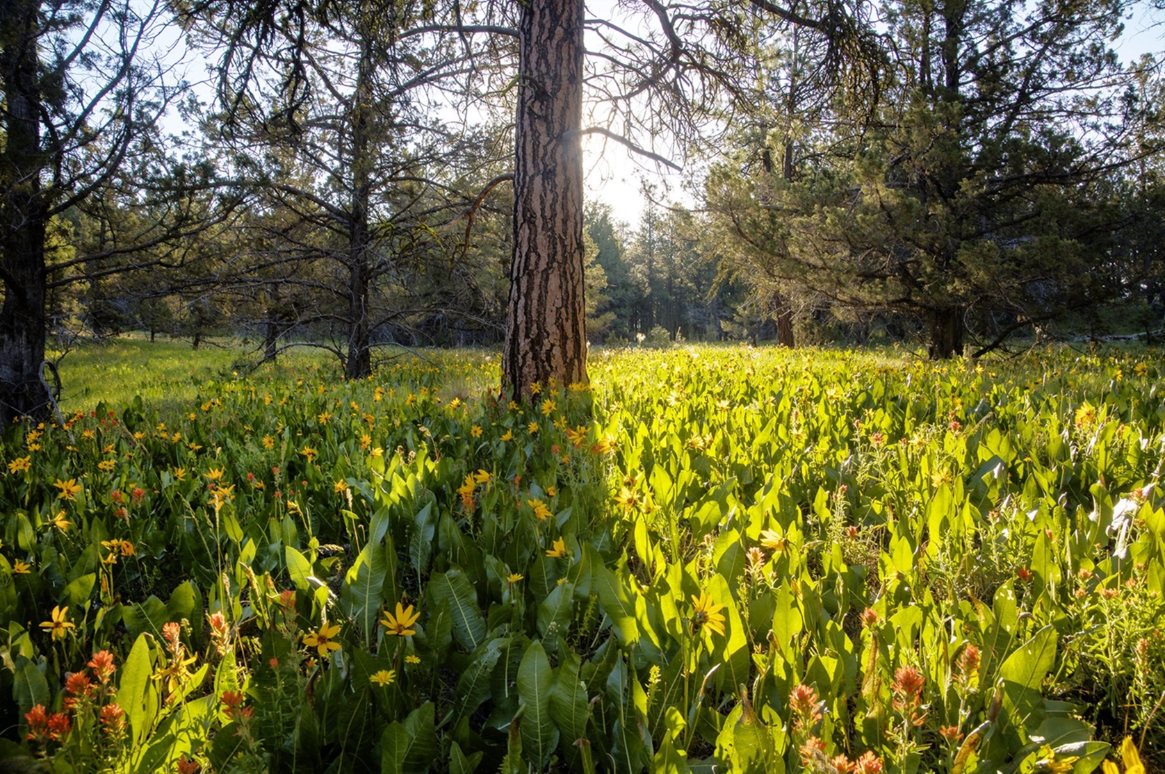 North Fork Crooked Wild and Scenic River — Wildflowers, ponderosa pines, and western junipers