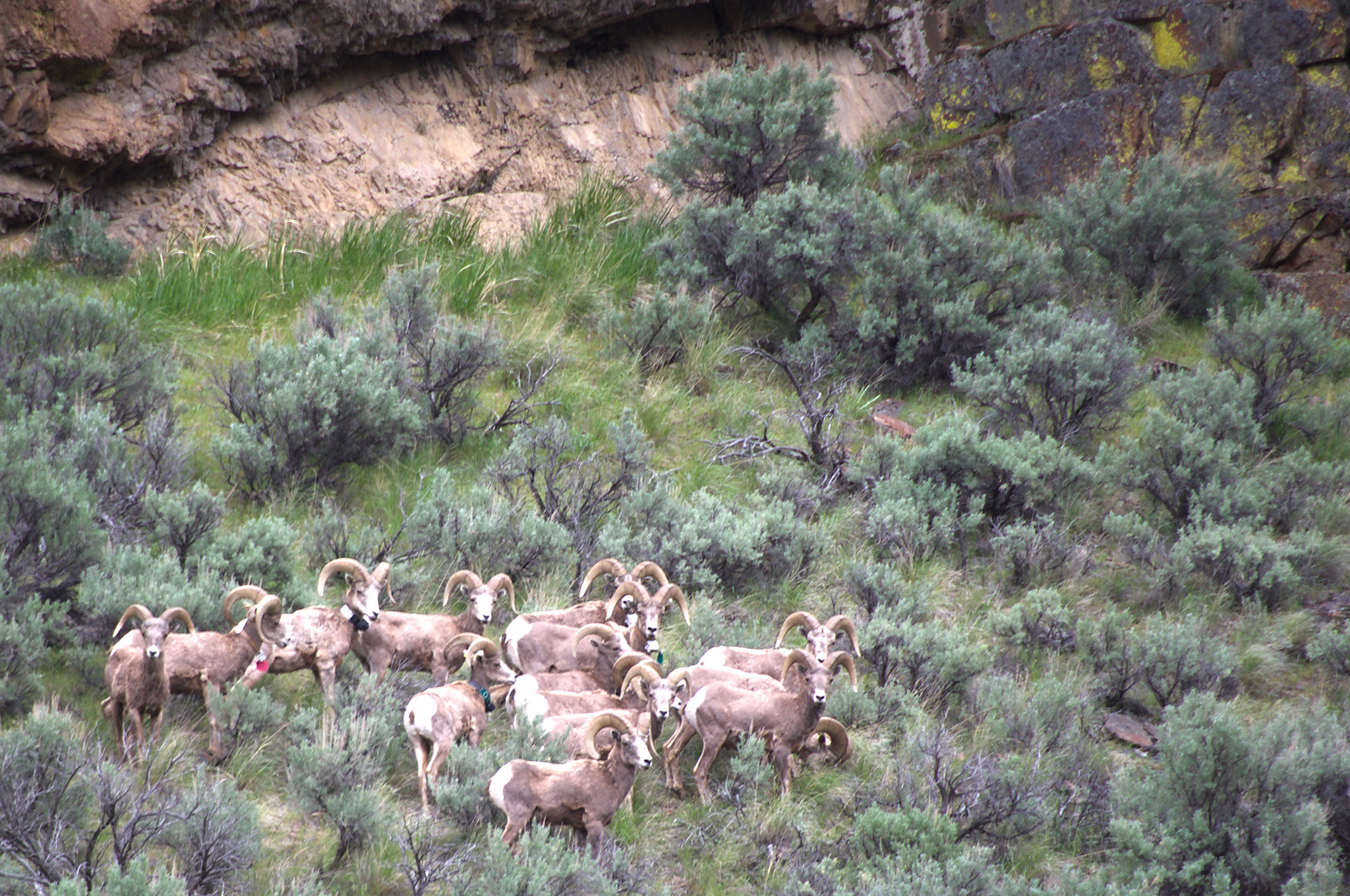 Deep Creek Wild and Scenic River — Sheep at Deep Creek