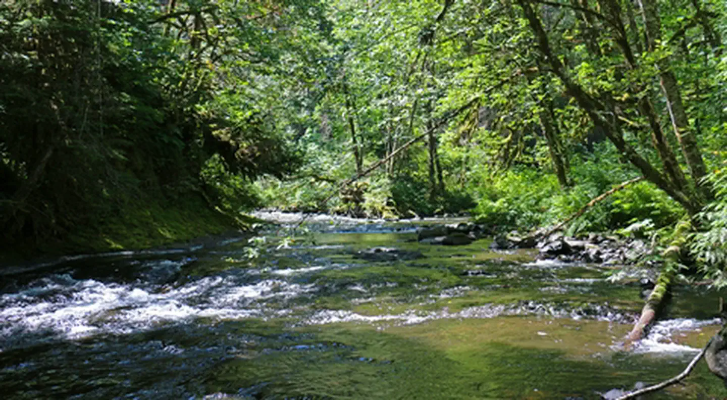South Fork Clackamas Wild and Scenic River — South Fork Clackamas Wild and Scenic River