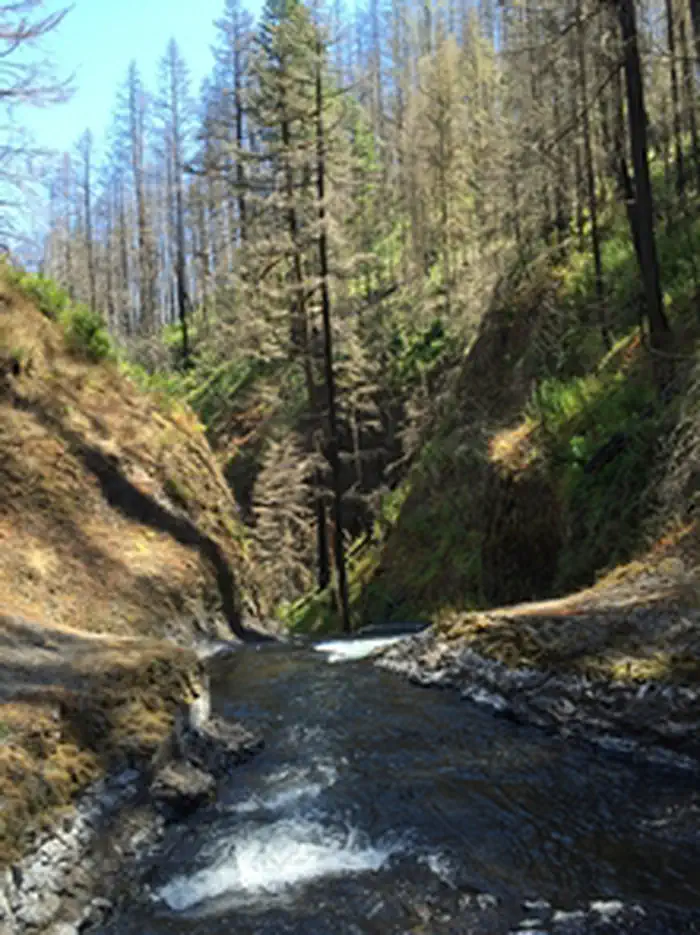 South Fork Clackamas Wild and Scenic River — South Fork Clackamas Wild and Scenic River