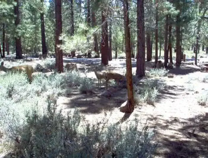 Tahoe National Forest Logger Campground
