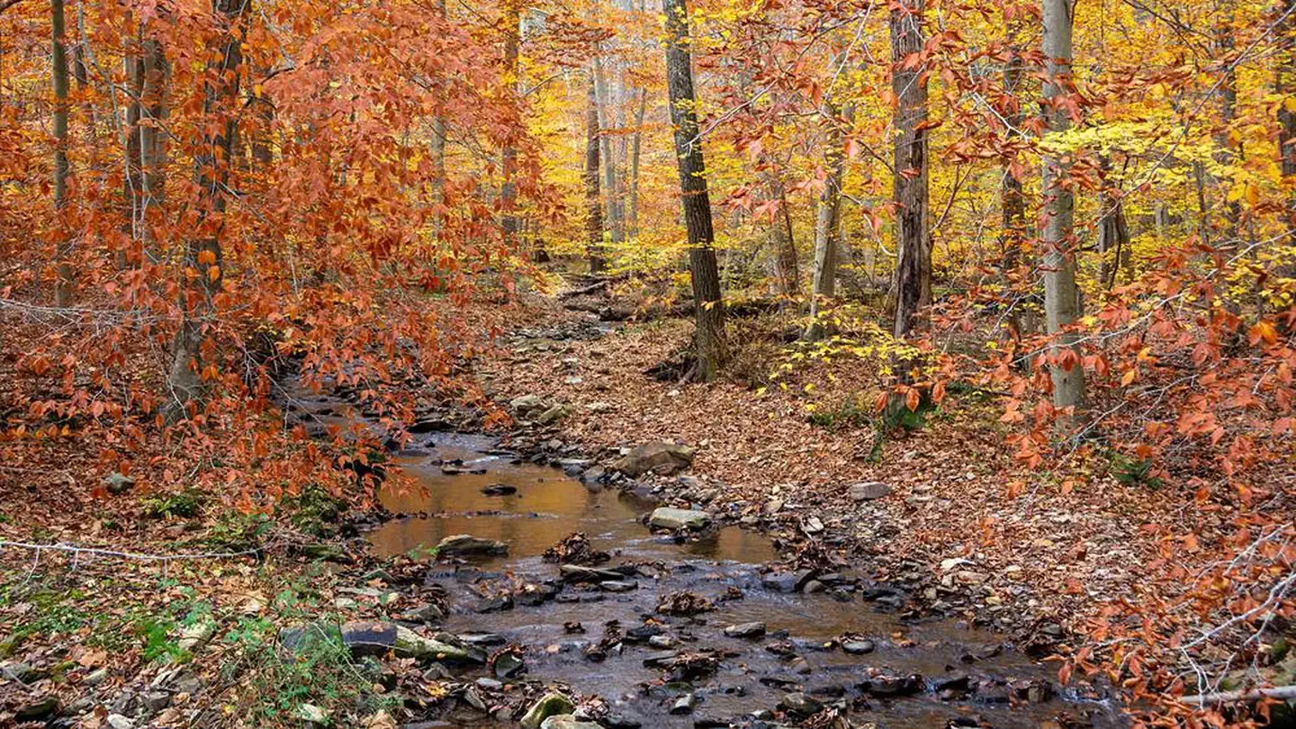 Owens Creek Campground - Catoctin Mountain Park: Small rocky creek lined with trees in orange and gold foliage.