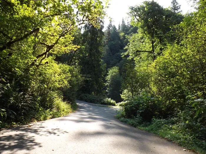 Alder Glen Campground: campground road