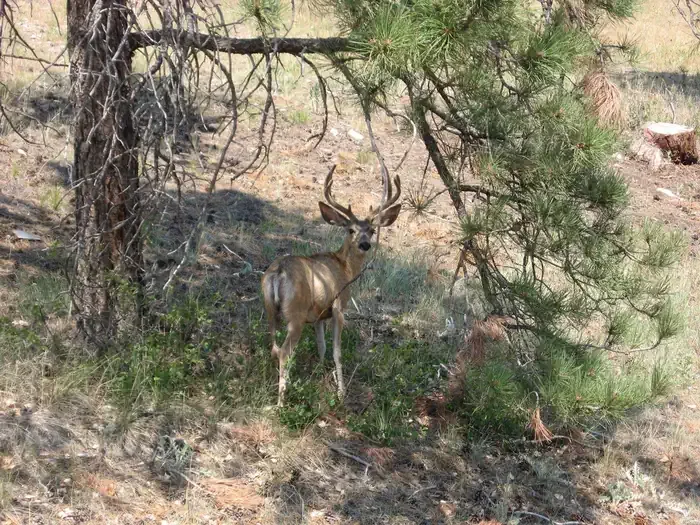 Cottonwood Springs Reservoir: Cottonwood Springs Wildlife