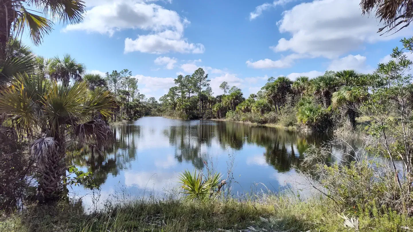 Gator Head - Big Cypress National: Gator Head Campground pond