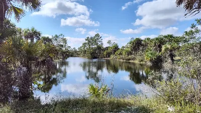 Gator Head - Big Cypress National