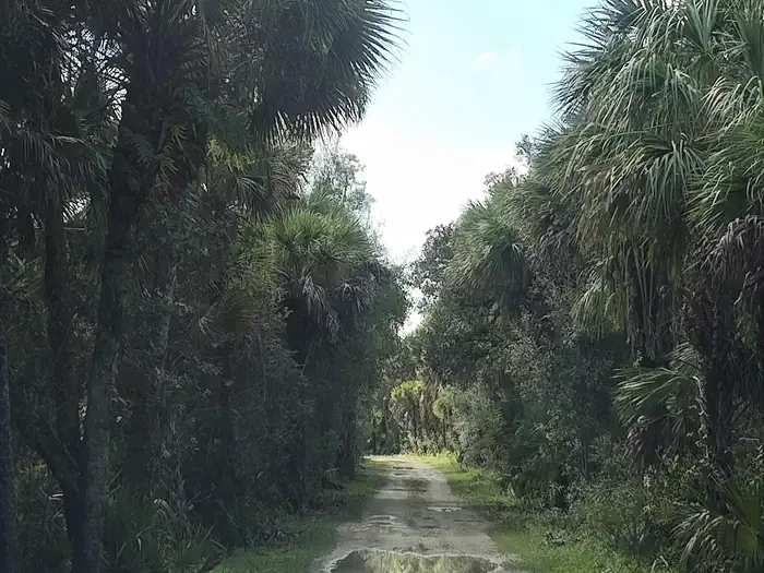 Gator Head - Big Cypress National: Trail to Gator Head Campground