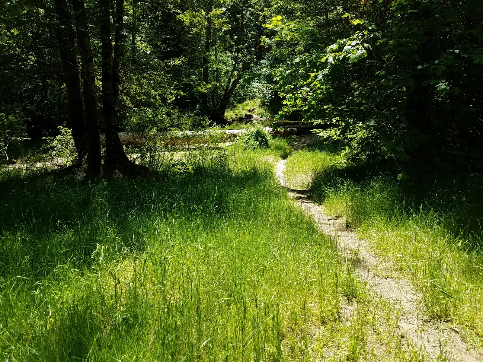 Elderberry Flats Campground — Trail through Elderberry Flat Campground.