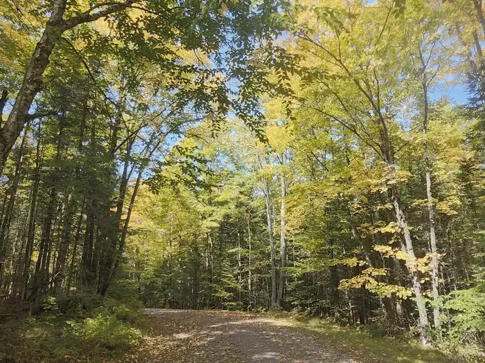 Chequamegon National Forest Beaver Lake Campground: Road into Beaver lake