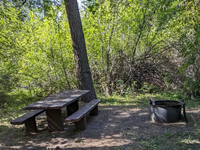 Cabin Creek Campground: Tall shrubs behind a picnic table and fire ring