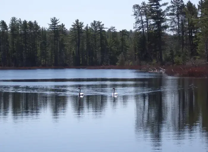 Island Lake Campground: Island Lake Campground - Wildlife