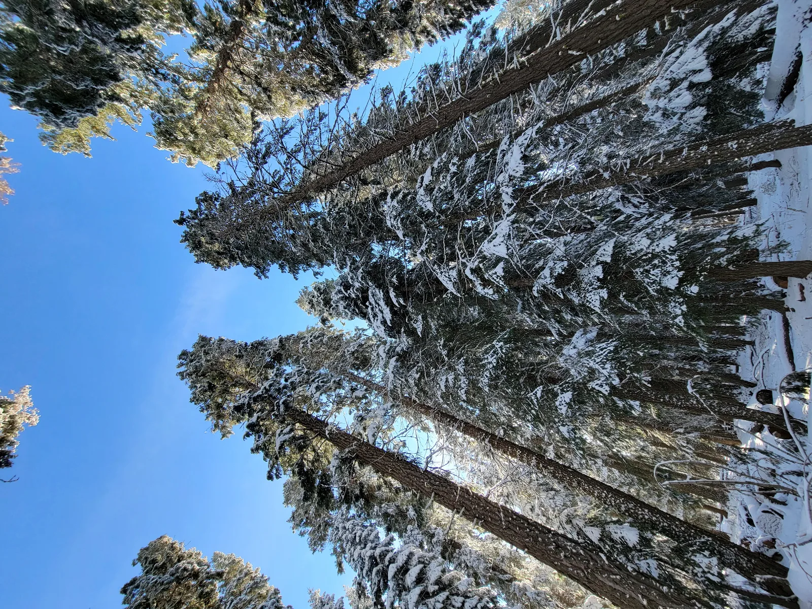 Surveyor Recreation Site — Old growth trees at Surveyor Recreation Site.