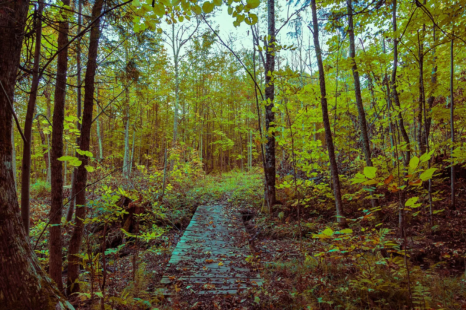 Boardwalk path through autumn woods