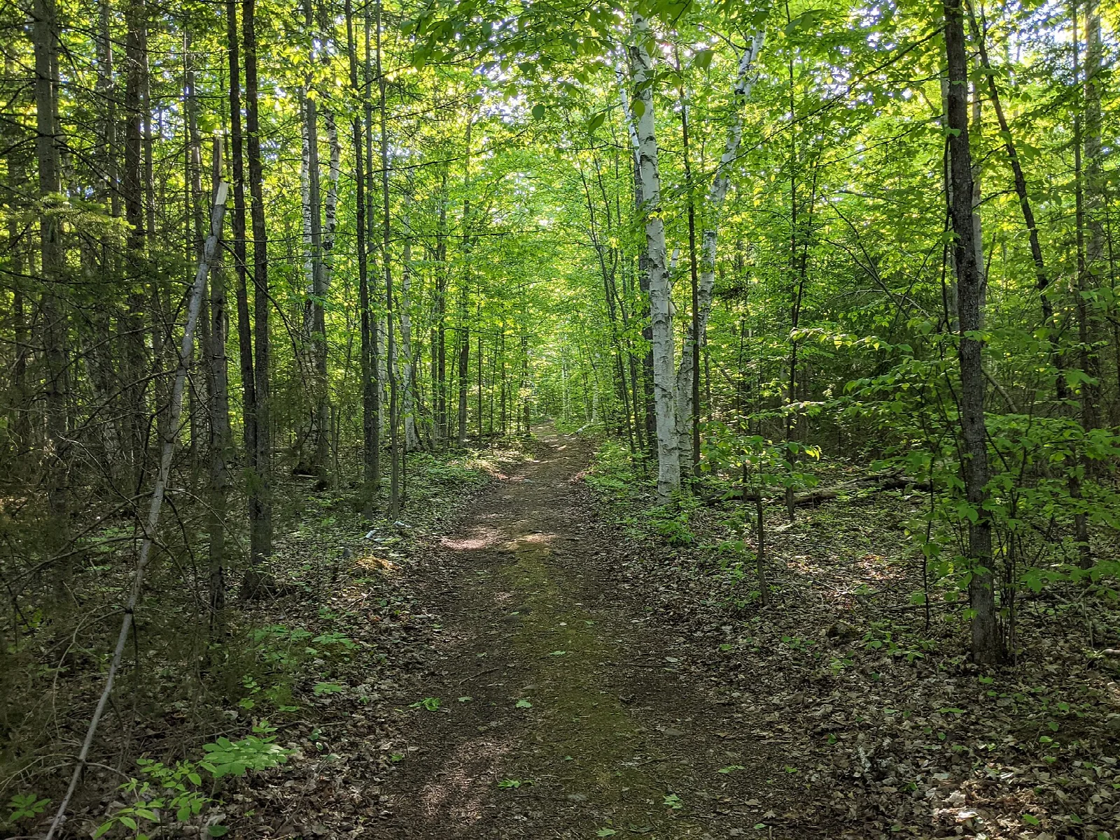 Dirt path running through green birch and maple forest