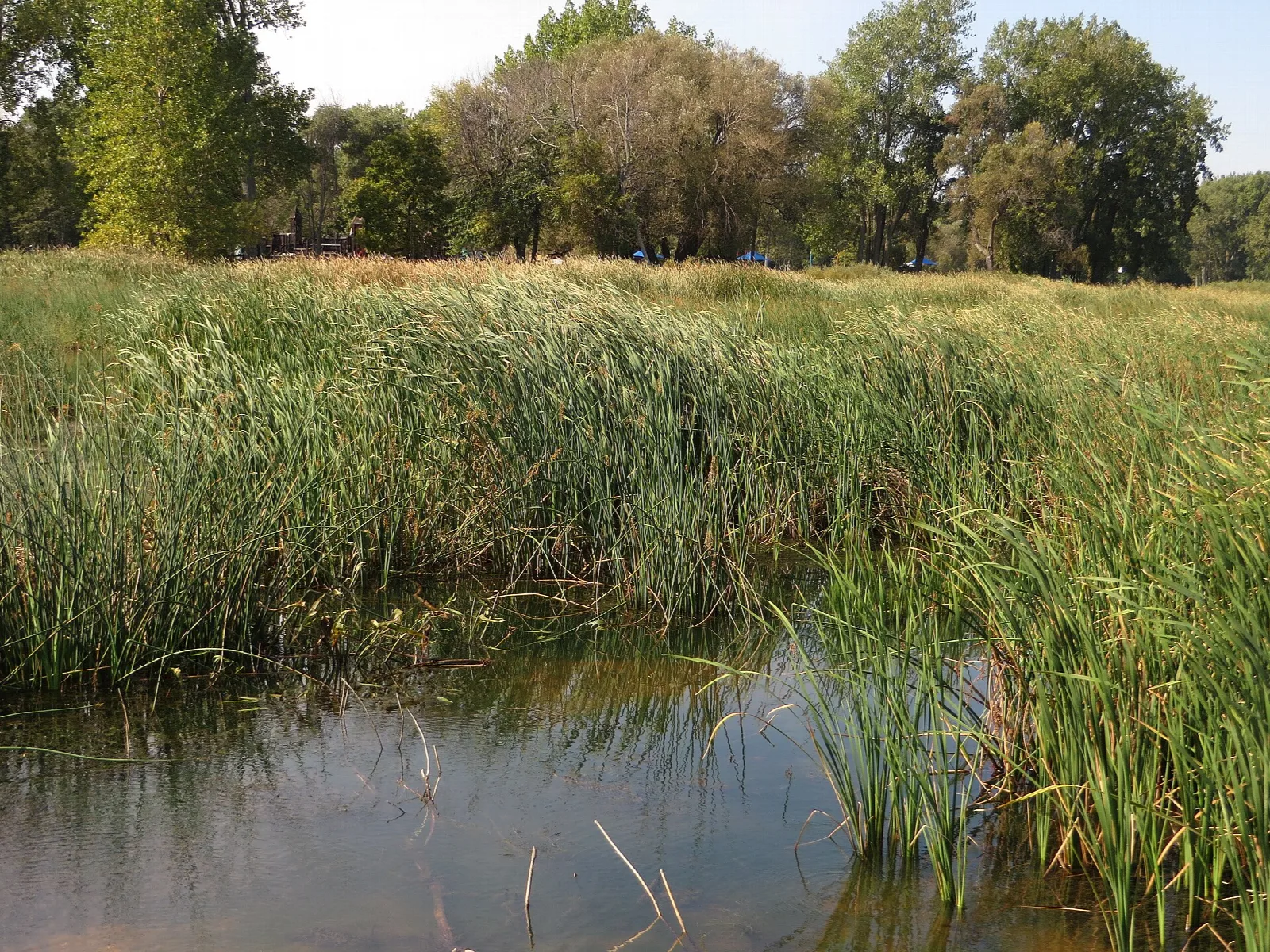 Cattails and reeds around still marsh water with trees behind