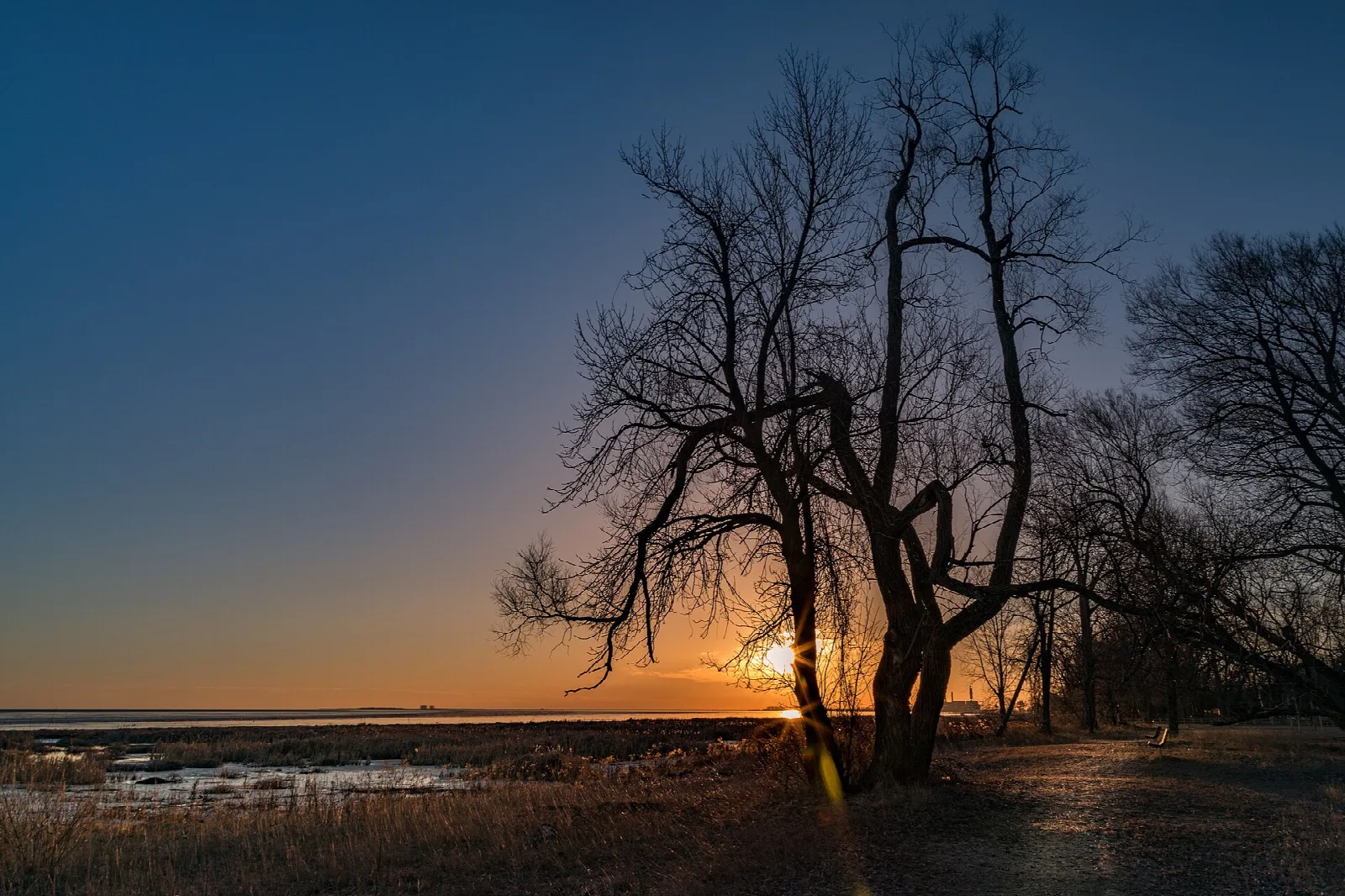 Bare trees by a shoreline trail at sunrise, wetland beyond