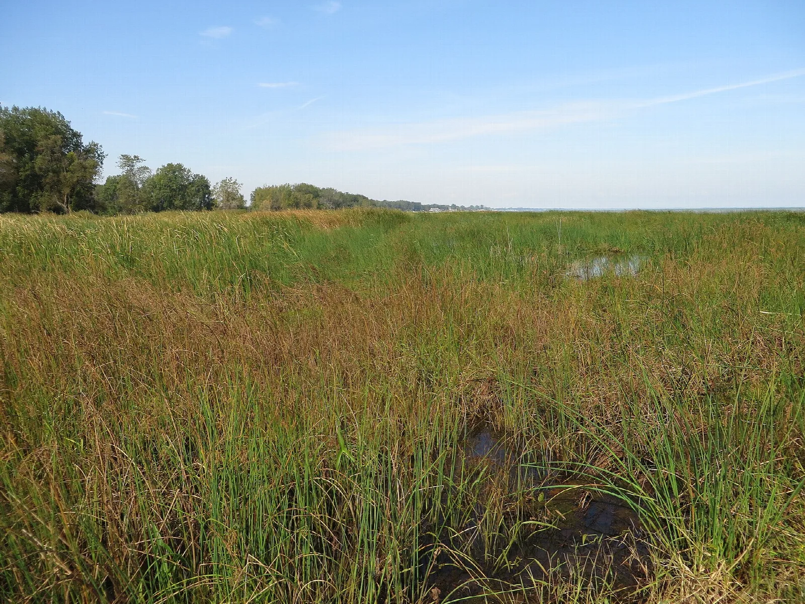 Wide marsh of tall green grass under a blue sky