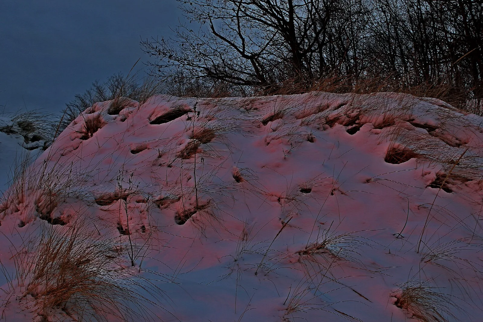 Snow-covered sand dune with dune grass at dusk