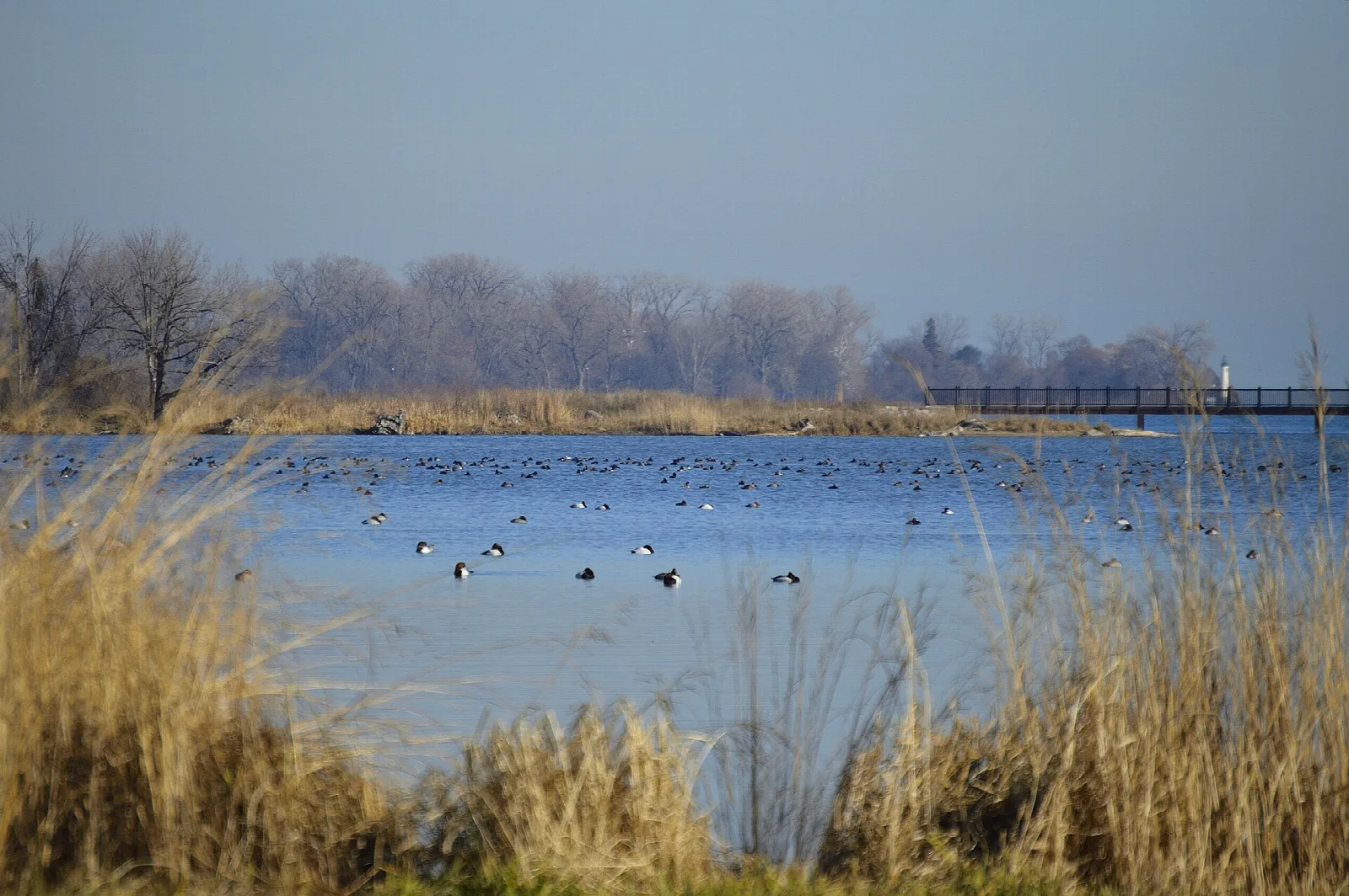 Reeds and open water with ducks and a footbridge in the distance