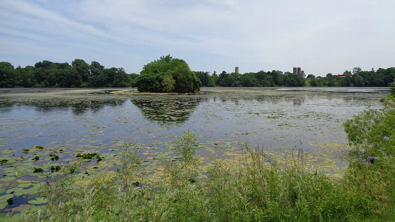 Calm lake edge with lily pads, grass and trees