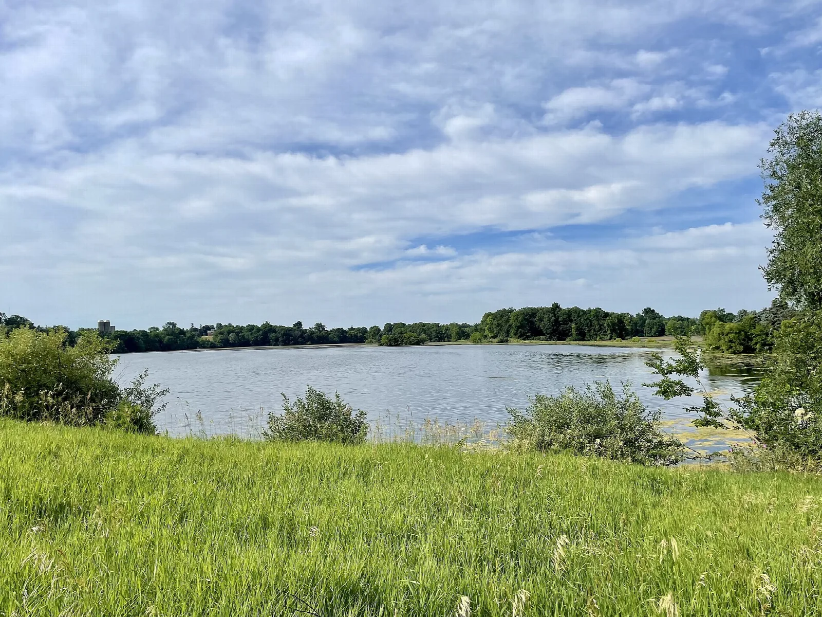 Grassy shore with open lake and distant trees