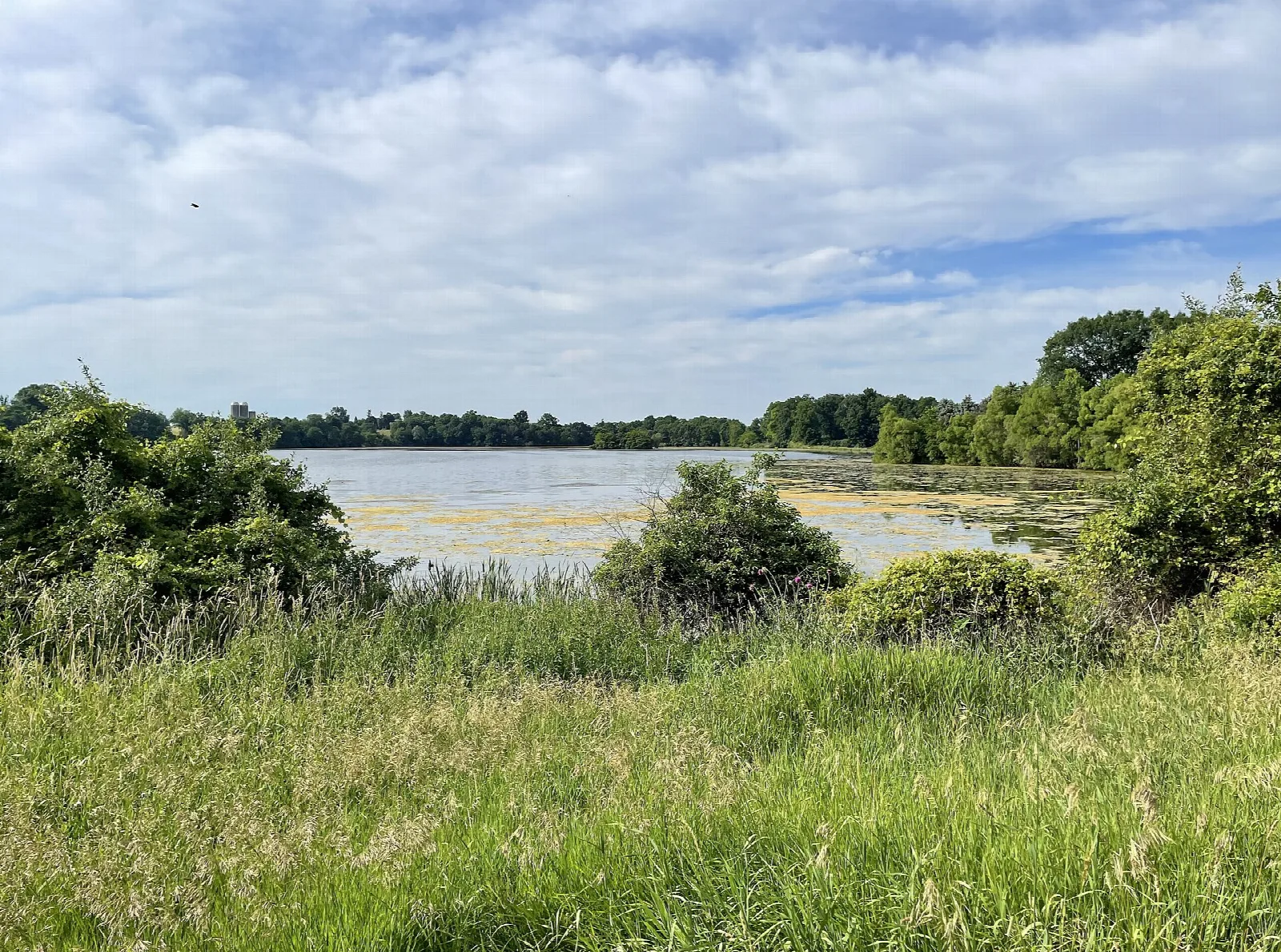 Lake seen over tall grass under a cloudy sky
