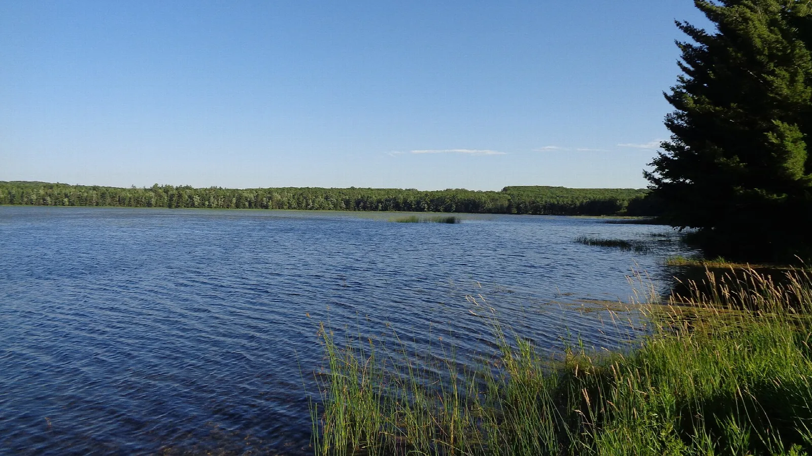 Blue lake with reeds and a pine on the shore