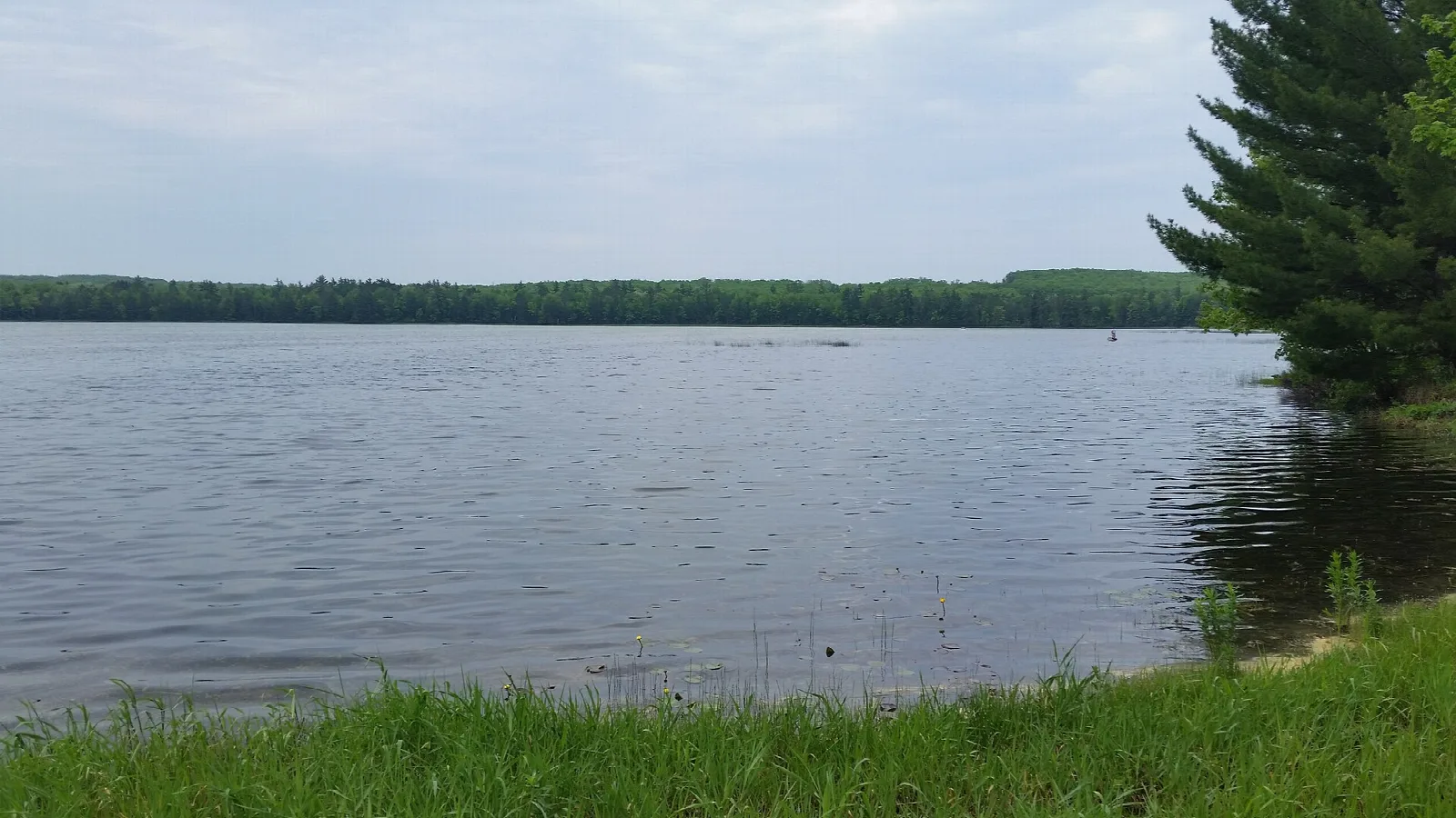 Calm lake with green grass and pines at the shore